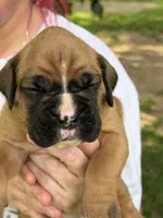 Green boy , a male Boxer for sale in Jackson, MI – 2 of 5