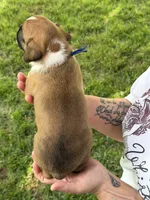 Blue boy, a male Boxer for sale in Jackson, MI – 5 of 5