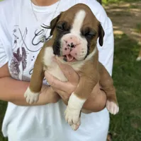 Grey boy, a male Boxer for sale in Jackson, MI – 2 of 5