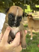 Purple girl , a female Boxer for sale in Jackson, MI – 3 of 5