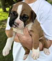 Black boy, a male Boxer for sale in Jackson, MI – 2 of 5