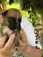 Purple girl , a female Boxer for sale in Jackson, MI – 1 of 5