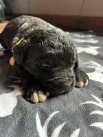 Yellow, a female Bernedoodle for sale in Effingham, IL – Photo 2 of 3