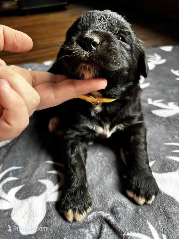 Yellow – Bernedoodle puppy for sale in Effingham, IL
