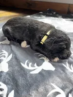 Yellow, a female Bernedoodle for sale in Effingham, IL – Photo 3 of 3