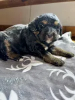 Purple, a female Bernedoodle for sale in Effingham, IL – Photo 3 of 3