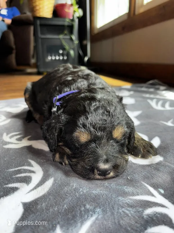 Purple – Bernedoodle puppy for sale in Effingham, IL