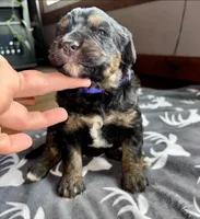 Purple, a female Bernedoodle for sale in Effingham, IL – Photo 2 of 3