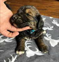 Blue, a female Bernedoodle for sale in Effingham, IL – Photo 1 of 3