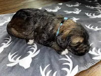 Blue, a female Bernedoodle for sale in Effingham, IL – Photo 3 of 3