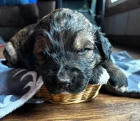 Blue, a female Bernedoodle for sale in Effingham, IL – Photo 2 of 3