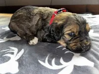 Red, a female Bernedoodle for sale in Effingham, IL – Photo 3 of 3