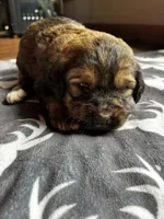 Red, a female Bernedoodle for sale in Effingham, IL – Photo 1 of 3