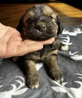 Red, a female Bernedoodle for sale in Effingham, IL – Photo 2 of 3