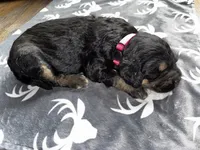 Pink, a female Bernedoodle for sale in Effingham, IL – Photo 3 of 3