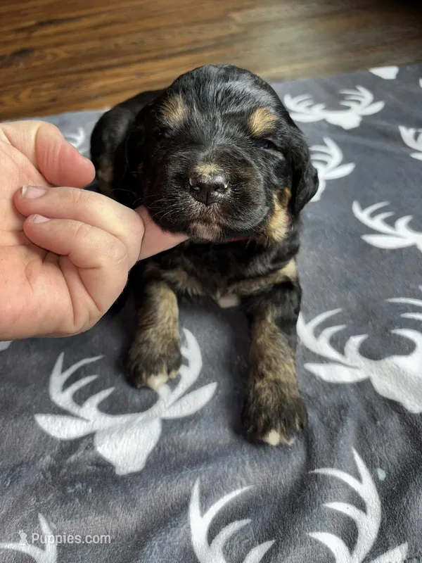 Pink – Bernedoodle puppy for sale in Effingham, IL