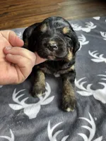 Pink, a female Bernedoodle for sale in Effingham, IL – Photo 1 of 3