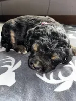 Pink, a female Bernedoodle for sale in Effingham, IL – Photo 2 of 3