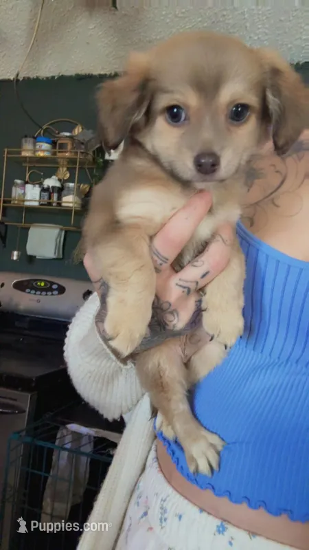 Dexter, a male Chiweenie for sale in St. Louis, MO – Photo 1 of 3