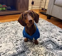 Louie, a male Miniature Dachshund for sale in Saint Marys, GA – 1 of 1