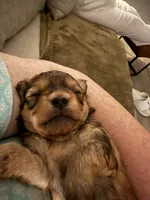 Nugget, a male Shihpoo for sale in Summerville, SC – Photo 3 of 4