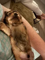 Nugget, a male Shihpoo for sale in Summerville, SC – Photo 2 of 4