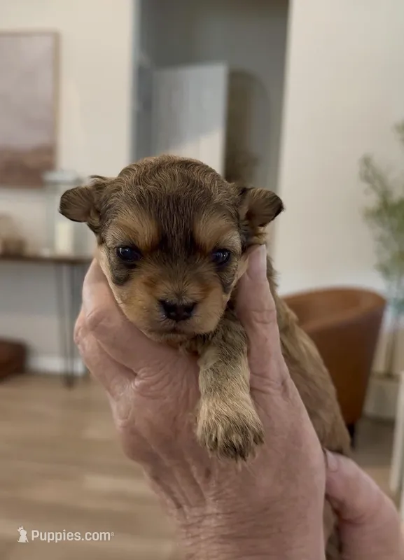 Nugget – Shihpoo puppy for sale in Summerville, SC