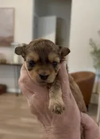 Nugget, a male Shihpoo for sale in Summerville, SC – Photo 1 of 4