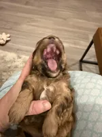 Honey, a female Shihpoo for sale in Summerville, SC – Photo 3 of 5