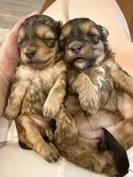 Honey, a female Shihpoo for sale in Summerville, SC – Photo 4 of 5