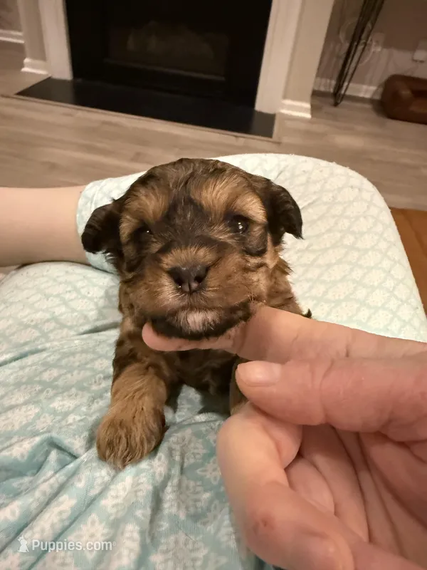 Honey – Shihpoo puppy for sale in Summerville, SC