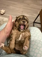 Honey, a female Shihpoo for sale in Summerville, SC – Photo 2 of 5