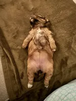 Honey, a female Shihpoo for sale in Summerville, SC – Photo 5 of 5