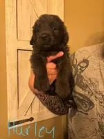 Harley, a female Newfoundland for sale in Hanoverton, OH – Photo 2 of 3