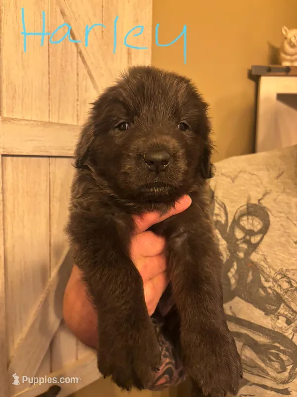 Harley – Newfoundland puppy for sale in Hanoverton, OH