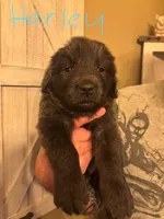 Harley, a female Newfoundland for sale in Hanoverton, OH – Photo 1 of 3