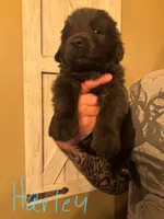 Harley, a female Newfoundland for sale in Hanoverton, OH – Photo 3 of 3