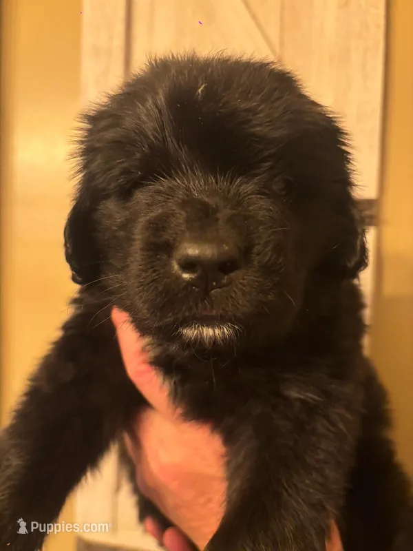 Violet  – Newfoundland puppy for sale in Hanoverton, OH