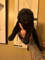 Violet , a female Newfoundland for sale in Hanoverton, OH – Photo 2 of 3