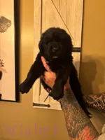 Violet , a female Newfoundland for sale in Hanoverton, OH – Photo 3 of 3