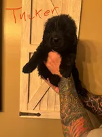 Tucker, a male Newfoundland for sale in Hanoverton, OH – Photo 3 of 3