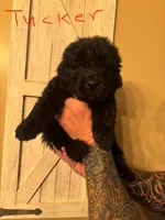 Tucker, a male Newfoundland for sale in Hanoverton, OH – Photo 2 of 3