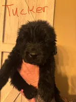 Tucker, a male Newfoundland for sale in Hanoverton, OH – Photo 1 of 3