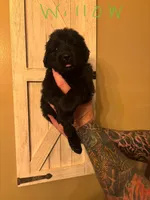 Willow, a female Newfoundland for sale in Hanoverton, OH – Photo 3 of 3
