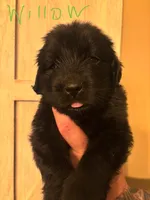 Willow, a female Newfoundland for sale in Hanoverton, OH – Photo 1 of 3