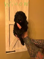 Willow, a female Newfoundland for sale in Hanoverton, OH – Photo 2 of 3