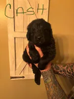 Cash, a male Newfoundland for sale in Hanoverton, OH – Photo 4 of 4