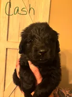 Cash, a male Newfoundland for sale in Hanoverton, OH – Photo 3 of 4