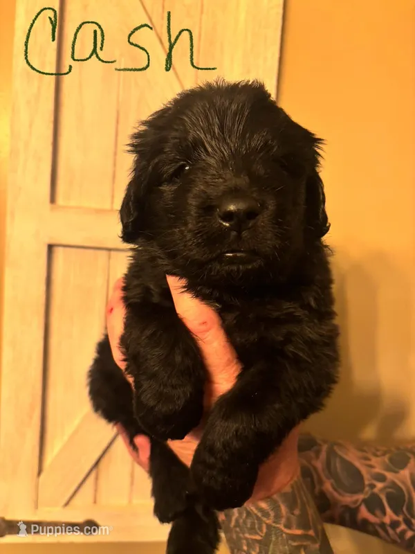 Cash – Newfoundland puppy for sale in Hanoverton, OH