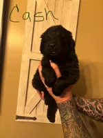 Cash, a male Newfoundland for sale in Hanoverton, OH – Photo 2 of 4
